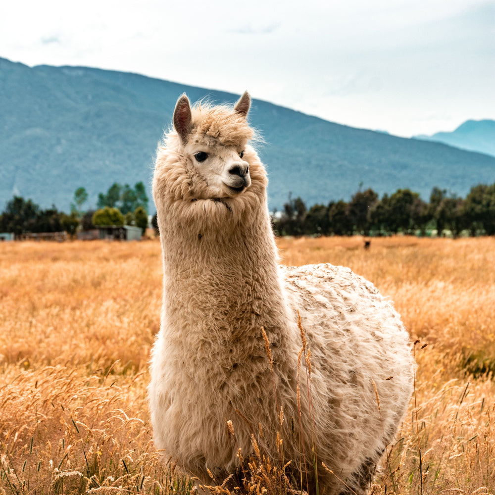 How are Alpaca Blankets Made? - Art Andina